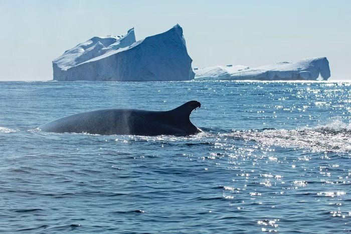 Cá voi vây tại biển Greenland. (Ảnh: Fernando Ugarte)