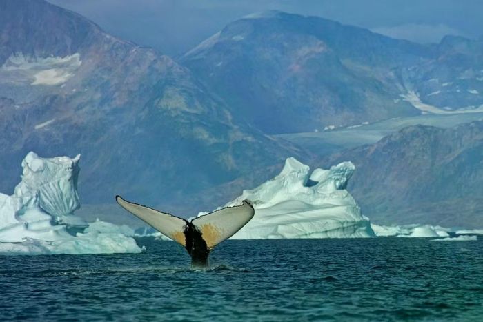 Cá voi lưng gù tại biển Greenland. Ảnh: Fernando Ugarte