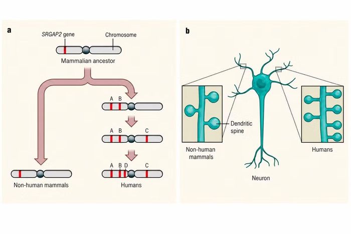 Gen SRGAP2 vừa làm chậm sự phát triển của tế bào microglia đồng thời sinh ra nhiều khớp thần kinh hơn.