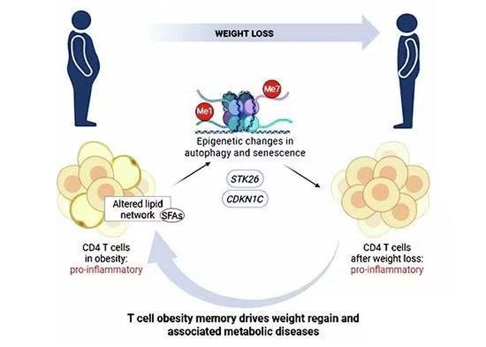 Bộ nhớ này được hình thành nhờ quá trình methyl hóa DNA trong tế bào T CD4.