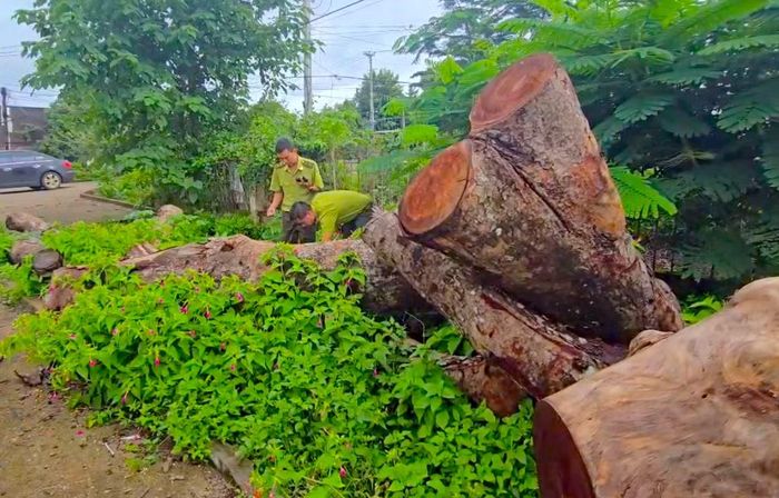 Kiểm lâm thời điểm kiểm tra, xác minh hàng cây xà cừ bị cưa hạ.