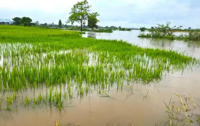 Phần lớn diện tích lúa dọc ven sông Ayun, xã Ia Hiao bị ngập trong nước.