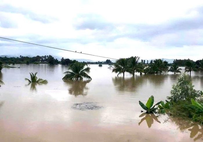 Dừa, chuối của người dân khu vực cầu Quý Đức (phường Ayun Pa) bị ngập gần hết.