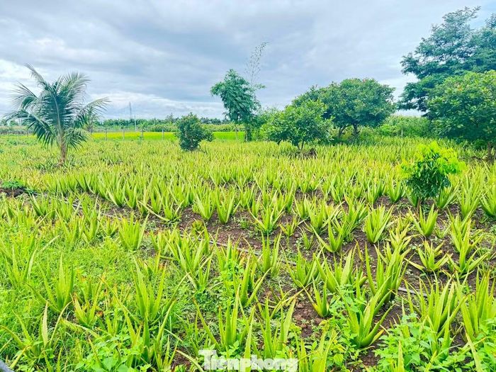 Vườn nha đam của chị Nga trồng 1.200 cây.