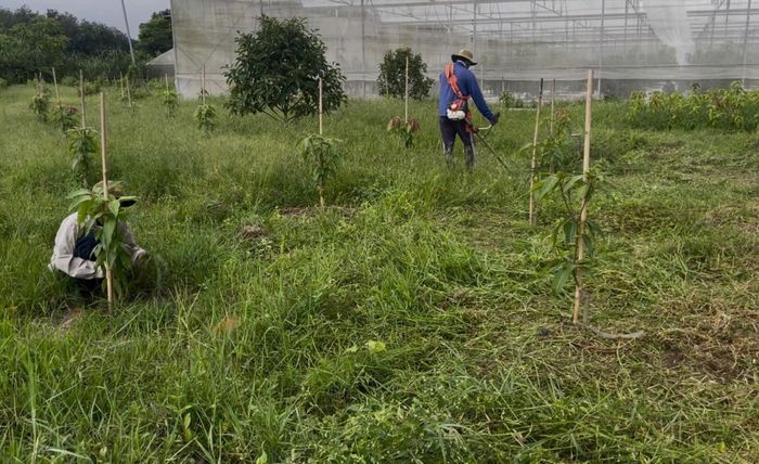  Trang trại áp dụng quy trình canh tác khép kín hoàn toàn trong nhà màng, kiểm soát chặt chẽ các yếu tố môi trường
