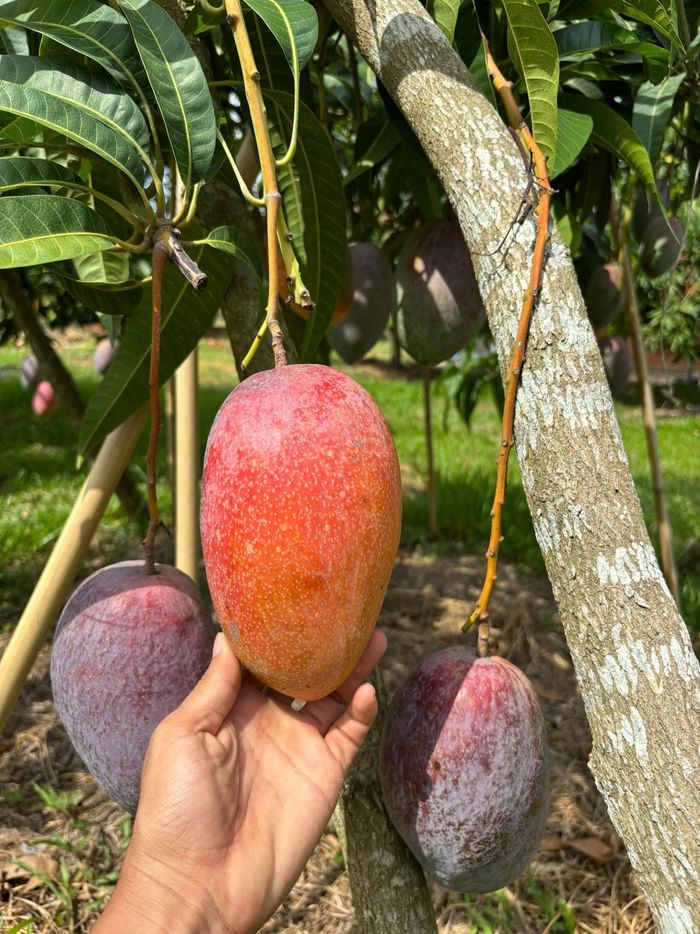Trái xoài được treo nắng, điều tiết từng giai đoạn nhằm tránh cháy vỏ và giúp màu sắc đồng đều