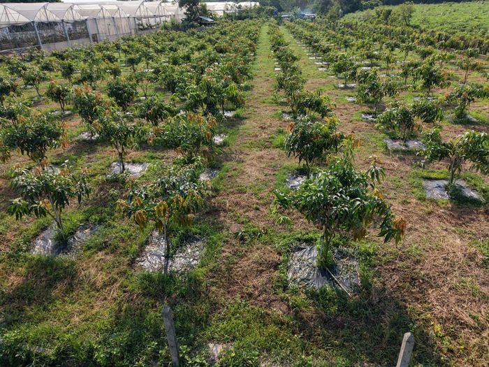 Các cây xoài được trồng trong nhà màng và cả ngoài trời