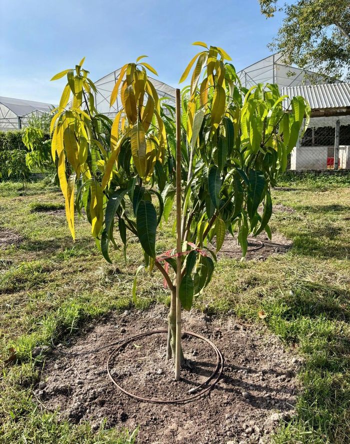 Trang trại áp dụng tưới nhỏ giọt kết hợp dinh dưỡng để chăm sóc các cây xoài cho loại trái có giá thành đắt đỏ