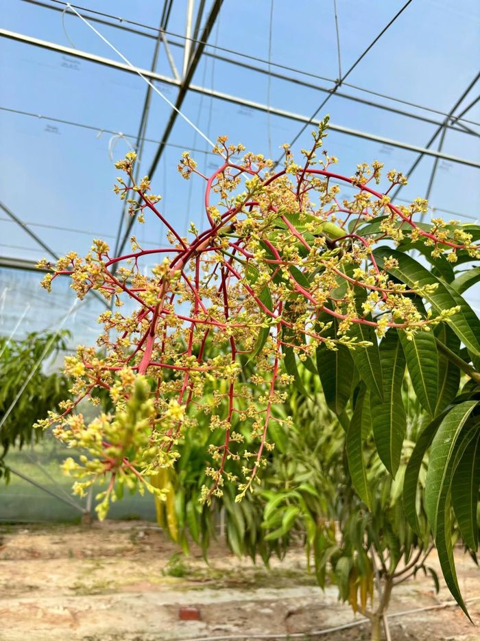 Trang trại kiểm soát đồng bộ nước, dinh dưỡng và tải lượng quả từ giai đoạn ra hoa đến khi quả chín