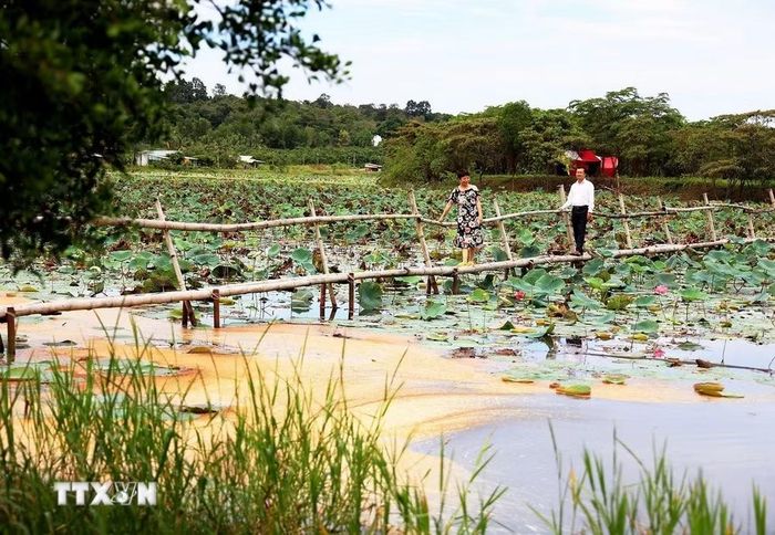 Du khách tham quan hồ sen trong Khu du lịch Hồ Bà Hào (Khu Bảo tồn Thiên nhiên-Văn hóa Đồng Nai). (Ảnh: Hồng Đạt/TTXVN)