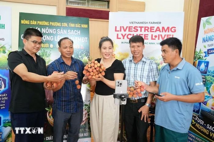 Nông dân phường Phượng Sơn, Bắc Ninh thực hiện livestream quảng bá, tiêu thụ vải thiều trên nền tảng số. (Ảnh: Đồng Thúy/TTXVN)