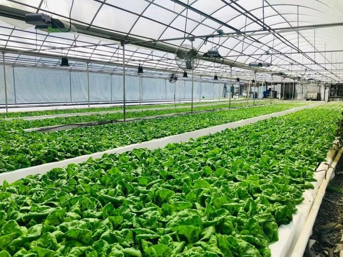 Mô hình sản xuất rau thủy canh trong nhà kính ứng dụng công nghệ cao. (Ảnh: Cổng Thông tin điện tử tỉnh Bắc Ninh)