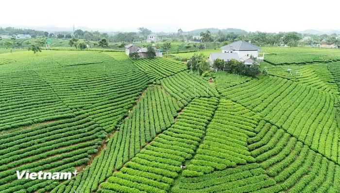 Vùng sản xuất chè an toàn Cầu Đá, xã La Bằng. (Nguồn: Vietnam+)