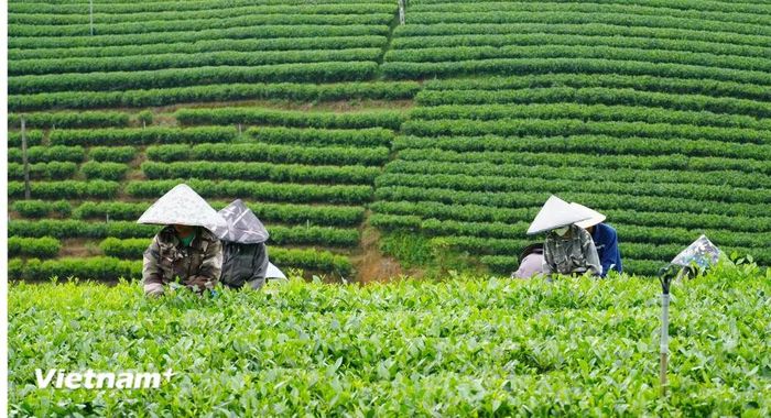 Nông dân xã la Bằng thu hái chè(Nguồn: Vietnam+)