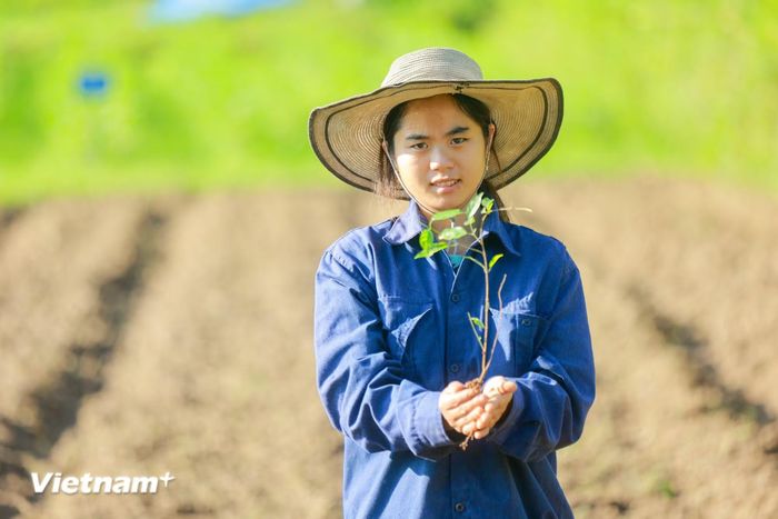 Trồng dược liệu tại Nghệ An. (Ảnh: PV/Vietnam+)