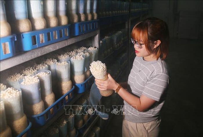 Công ty TNHH Xuất nhập khẩu KINOKO Long Khánh (Đồng Nai) sử dụng công nghệ Nhật Bản để sản xuất nấm cho năng suất cao. Ảnh: Lê Xuân/TTXVN