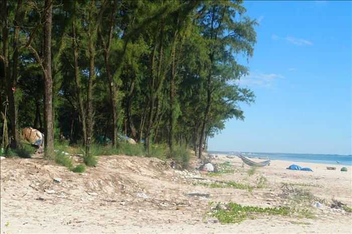 Bờ biển xâm thực, tiến sát vào rừng phi lao phòng hộ.