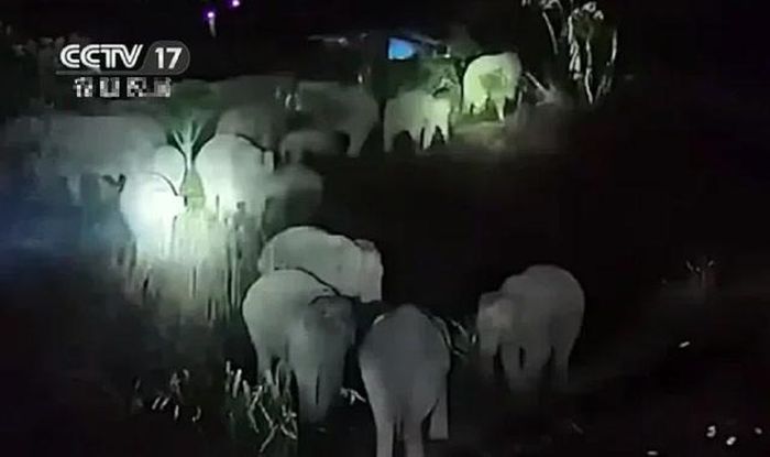 Cảnh tượng đàn voi xuất hiện giữa đêm khiến người dân không khỏi “nổi da gà”. Ảnh: CCTV.