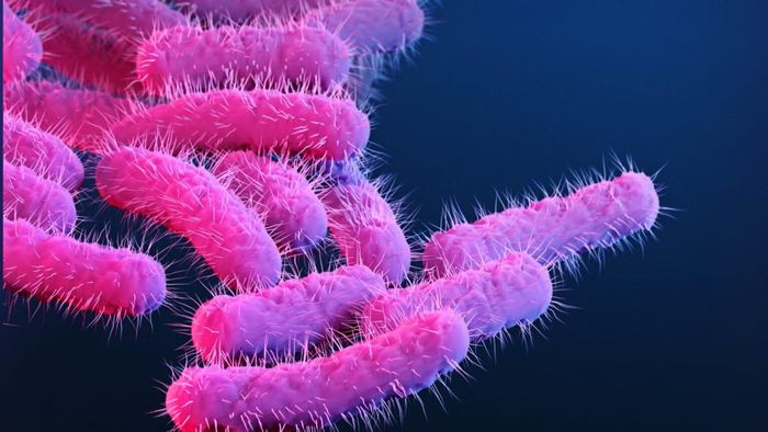 Hình ảnh minh họa vi khuẩn Shigella, tác nhân gây bệnh tiêu chảy được nhóm nghiên cứu tìm cách phát triển vaccine phòng ngừa. Ảnh: Getty/CDC.