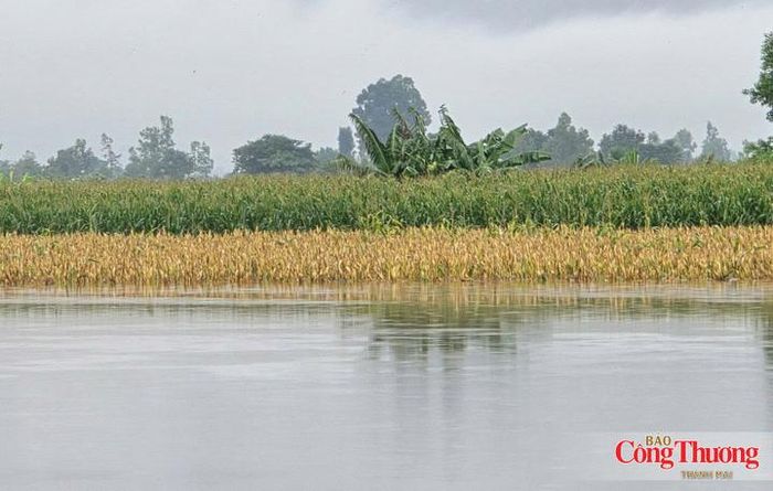 Mưa lớn khiến nước dâng cao, chảy mạnh tại một số khu vực, làm ngập các tuyến đường nội đồng, gây khó khăn cho việc đi lại, vận chuyển vật tư và phục vụ sản xuất nông nghiệp.