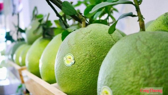 Từ những vườn bưởi đang đổi thay, chuỗi giá trị mới dần hình thành, mở ra kỳ vọng đưa đặc sản Vĩnh Long vươn xa hơn vào thị trường quốc tế.