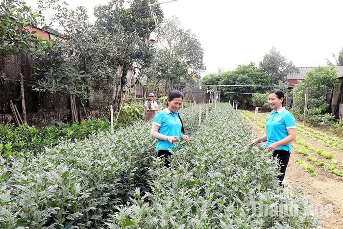 Hộ gia đình chị Lê Thị Liên, thôn Bái Trại, xã Yên Định (bên trái) cải tạo vườn tạp trồng hoa, cây cảnh và rau màu cho thu nhập hơn 100 triệu đồng/năm.