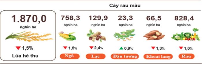 Diện tích cây rau màu. Nguồn: Cục Thống kê.