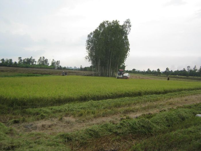 Thu hoạch lúa hè thu chậm do các địa phương điều chỉnh lịch thời vụ. Ảnh: Chu Khôi.