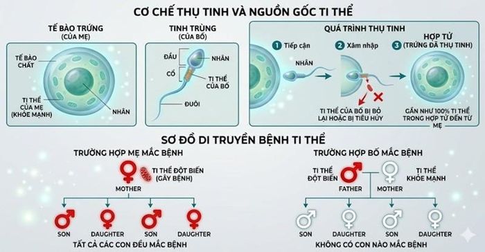 Bệnh thần kinh thị giác di truyền Leber chỉ di truyền theo dòng mẹ, không di truyền theo dòng bố. Ảnh: Medlatec