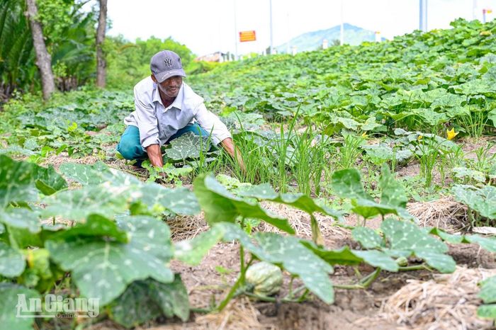 Anh Danh Vũ chăm sóc ruộng bí.