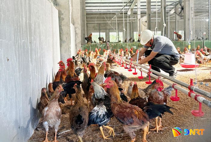 Mô hình nông nghiệp tuần hoàn theo chuỗi giá trị cần chi phí đầu tư ban đầu khá lớn. Ảnh: PHAN VINH