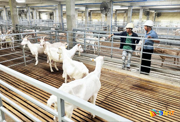 Mô hình nuôi dê lấy sữa đạt chuẩn của Family Organic Farm trên diện tích sàn 3.500m2 . Ảnh: PHAN VINH