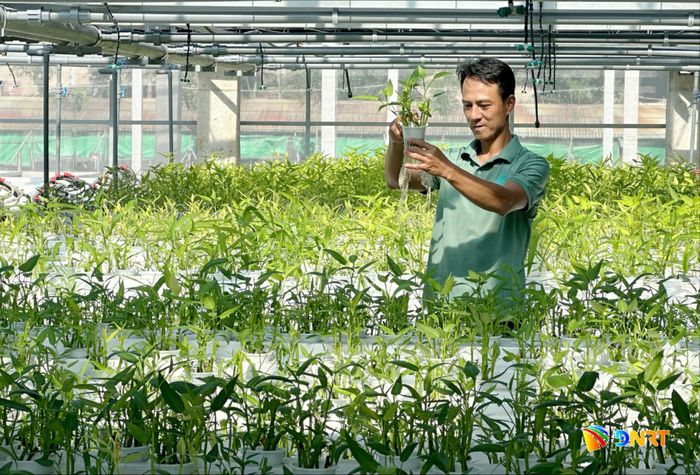 Hệ thống aquaponics cần quy trình kiểm soát nghiêm ngặt. Ảnh: PHAN VINH