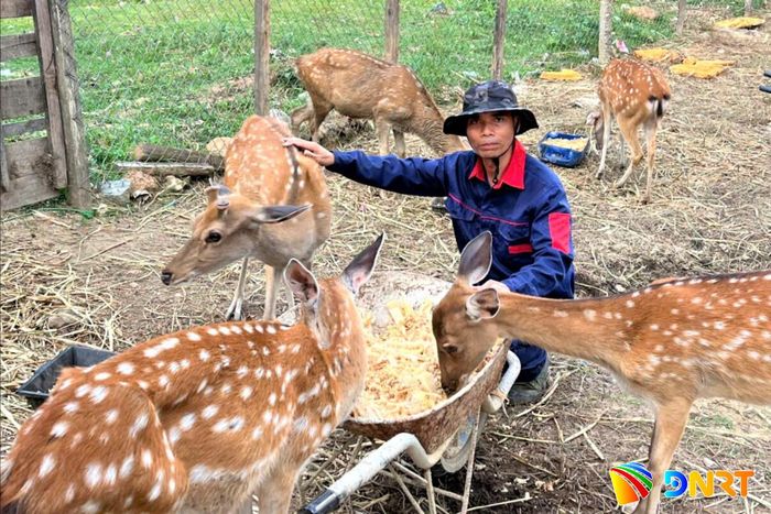 Mô hình chăn nuôi hươu sao của ông Alăng Lực. Ảnh: ALĂNG NGƯỚC