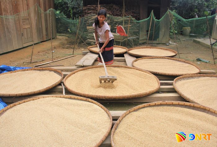 Đồng bào miền núi phơi lúa sau mùa thu hoạch. Rất nhiều giống lúa được hỗ trợ từ chương trình mục tiêu quốc gia. Ảnh: ALĂNG NGƯỚC