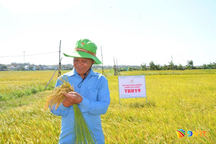 Nông dân xã Thăng An phấn khởi trước năng suất dự kiến đạt 70,5 tạ/ha của giống lúa mới TBR19 trong vụ hè thu 2026. Ảnh: HỮU ANH