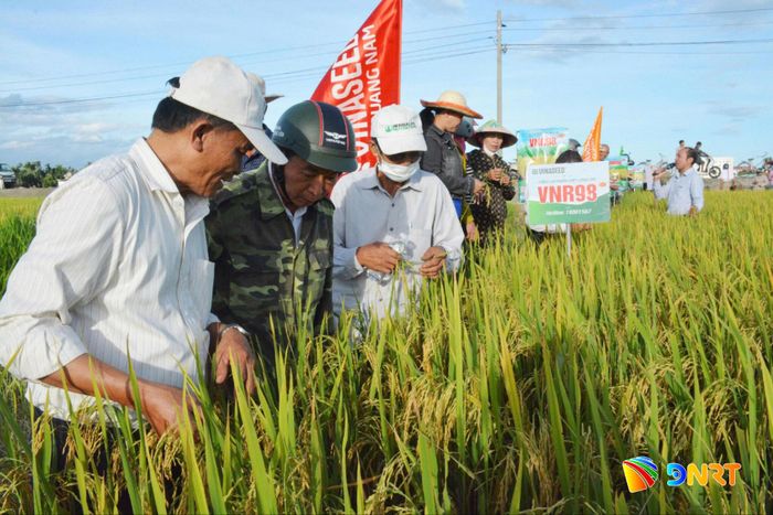 Nông dân xã Hòa Vang tham quan mô hình trình diễn giống lúa VNR98 có thời gian sinh trưởng ngắn, phù hợp né tránh thiên tai. Ảnh: HỮU ANH