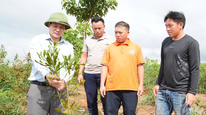 Bí thư Đảng ủy xã Nà Bủng Trần Đình Nhuận kiểm tra diện tích cây mắc ca trên thực địa.