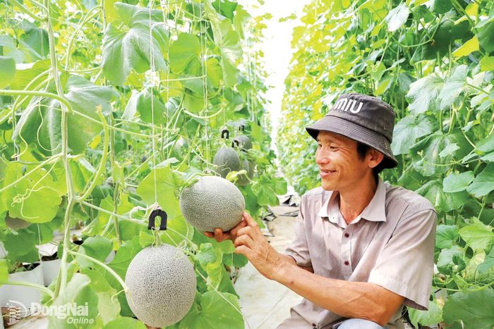 Mô hình trồng dưa lưới trong nhà màng mang lại hiệu quả kinh tế cao. Ảnh: Lê Quyên