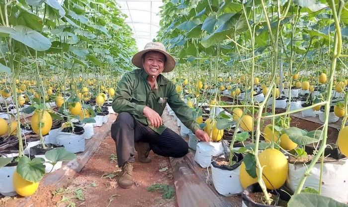 Nông dân xã Ia Phí trồng dưa lưới trong nhà màng theo hướng công nghệ cao. Ảnh: N.D