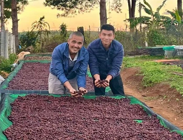Hợp tác xã Nông nghiệp và Dịch vụ Nam Yang (xã Kon Gang) phơi cà phê đặc sản trên sàn. Ảnh: N.D