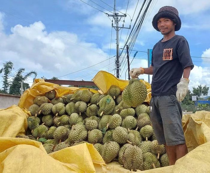 Nhờ canh tác theo tiêu chuẩn, Gia Lai đã được cấp nhiều mã số vùng trồng và mã số cơ sở đóng gói sầu riêng phục vụ xuất khẩu. Ảnh: N.D