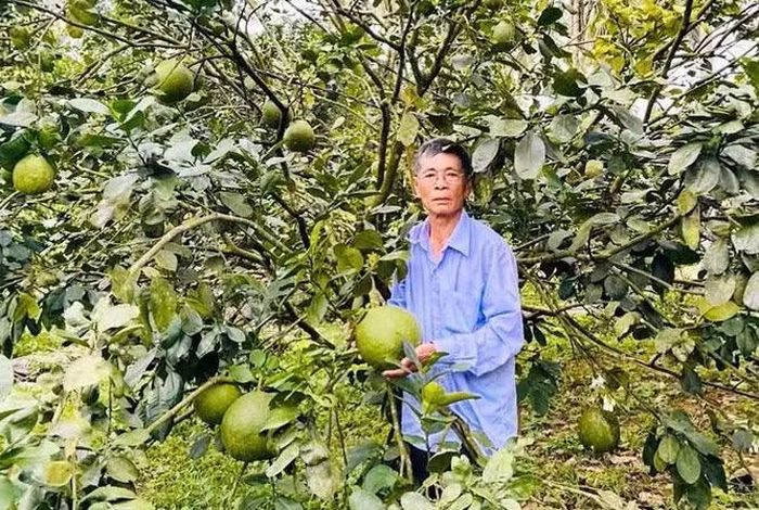 Nhiều diện tích bưởi da xanh ở khu vực Hoài Ân được canh tác theo tiêu chuẩn VietGAP. Ảnh: H.T