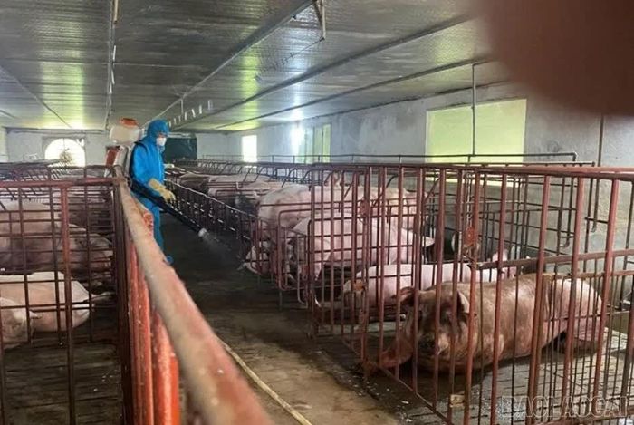 Các cơ sở chăn nuôi chủ động kinh phí, nhân lực để vệ sinh, khử trùng trong và xung quanh cơ sở.