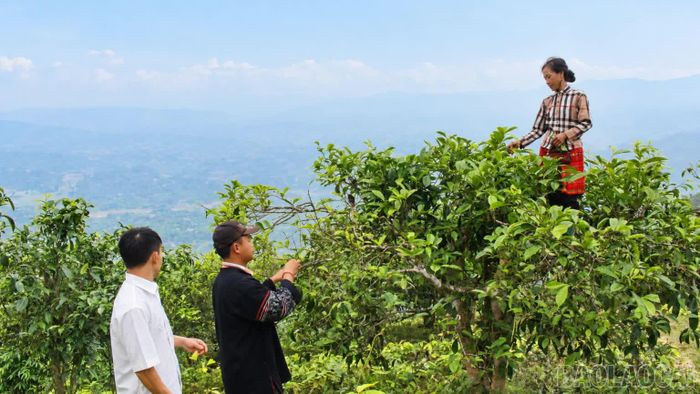  Đỗ Tuấn Lương đã liên kết với 35 hộ đồng bào Mông ở Phình Hồ để đào tạo, xây dựng vùng nguyên liệu đạt chuẩn. 