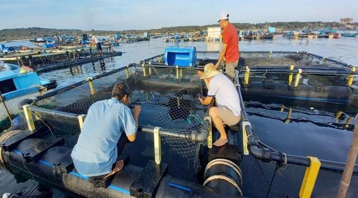 Sử dụng lồng bè HDPE kết hợp với ứng dụng khoa học kỹ thuật và công nghệ mới đã phát triển nghề nuôi biển thuận lợi, chống chịu với thời tiết cực đoan