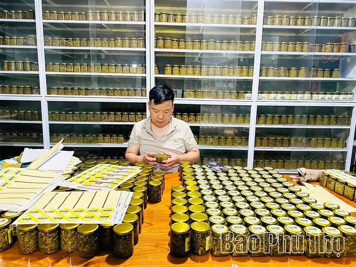 Anh Bùi Văn Thản kiểm tra sản phẩm Ớt Rẽ Phú Lương trước khi dán nhãn, đưa ra thị trường.