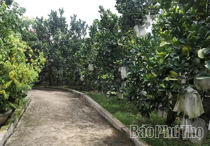 Thương hiệu bưởi diễn Yên Thuỷ được xác định là cây trồng mũi nhọn, mang lại giá trị gia tăng lớn và có thị trường tiêu thụ ổn định tại Yên Trị.