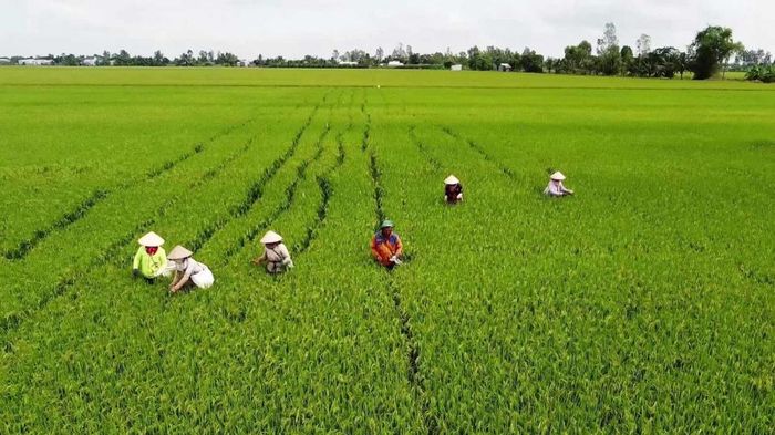 Thoại Sơn đang từng bước hình thành nền sản xuất nông nghiệp gắn với tiêu chuẩn, mã số vùng trồng và liên kết tiêu thụ