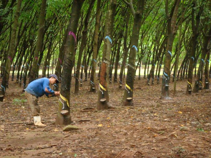 Ảnh minh họa. Nguồn: TNC